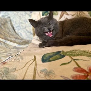 Meet your Posher, Divina